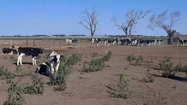 Lote 10 Terneros en Sunchales, Santa Fe