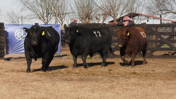 Lote TOROS ANGUS PUROS CONTROLADOS