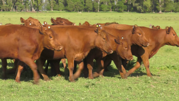 Lote 15 Vaquillonas P/ entorar en Lincoln, Buenos Aires