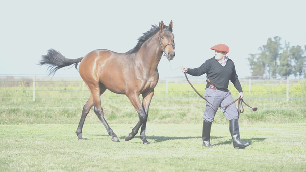 Lote BLUE NIK (NICODEMUS - BLUE BABY CHUCK)