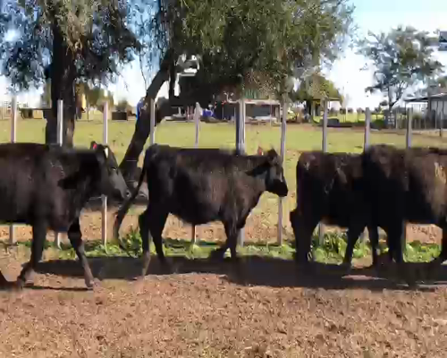 Lote (Vendido)6 Vaquillonas preñadas AA en NUEVA PALMIRA