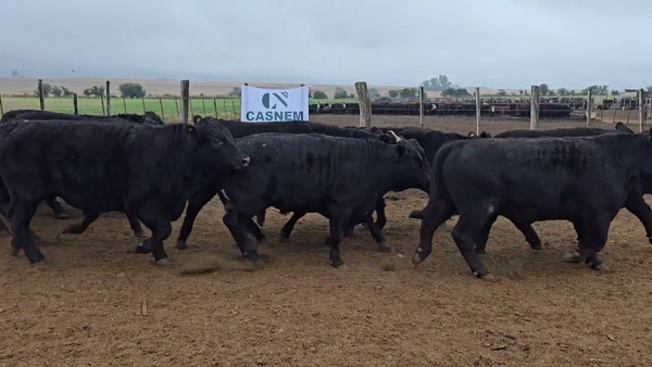 Lote 65 Novillo Consumo