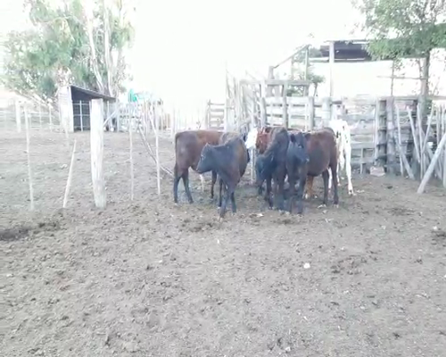 Lote (Vendido)7 Terneros/as, Córdoba