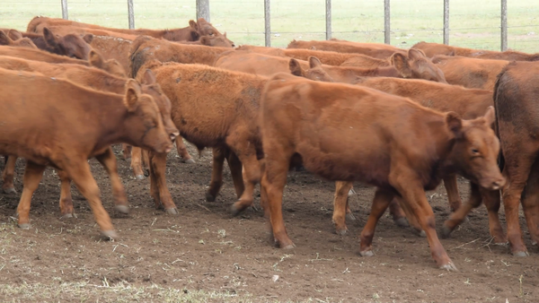 Lote 260 Terneras en Las Flores, Buenos Aires