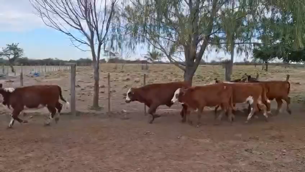 Lote 120 Terneros/as