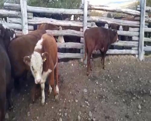 Lote 65 Ternero en XI Región Aysén, Coyhaique