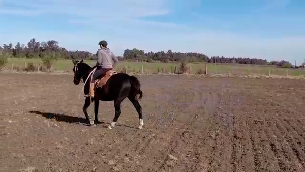 Lote (Vendido)Caballos CRIOLLO en SANTA RITA