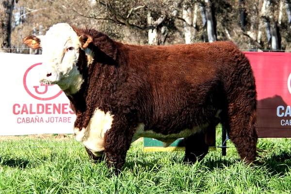 Lote Toro PP
