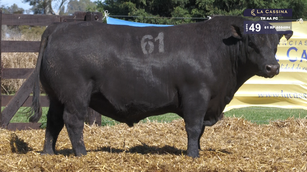 61 40040N — TOROS ANGUS PURO CONTROLADO