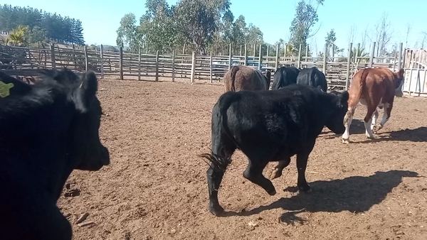 Lote 60 Novillo Engorda en Melipilla, Región Metropolitana