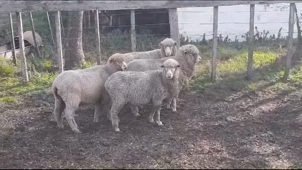 Lote OVEJAS  PREÑADAS