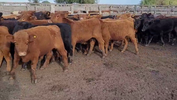 Lote 73 Terneros en Villaguay, Entre Ríos