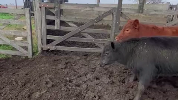 Lote 64 NOVILLITOS, LINCOLN, BS. AS.