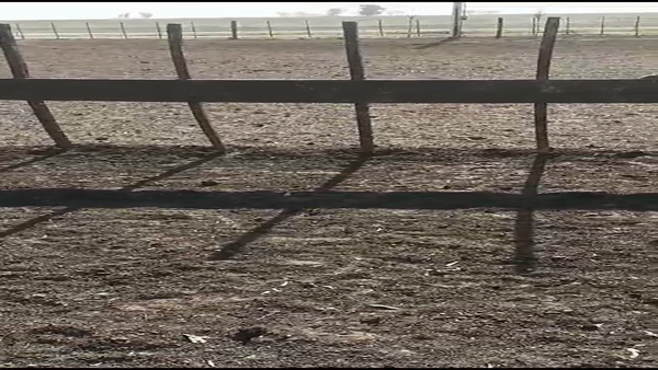 Lote 120 Terneros en Carlos Tejedor, Buenos Aires