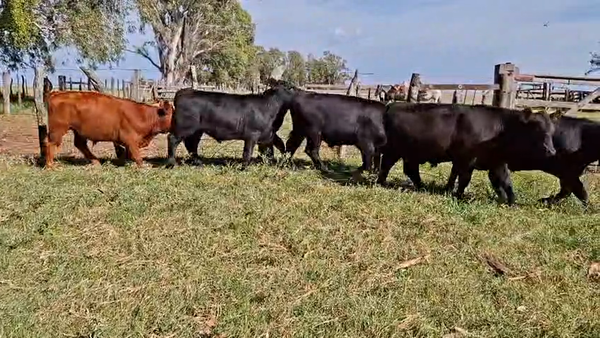 Lote TERNEROS