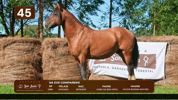 Lote LOTE 45