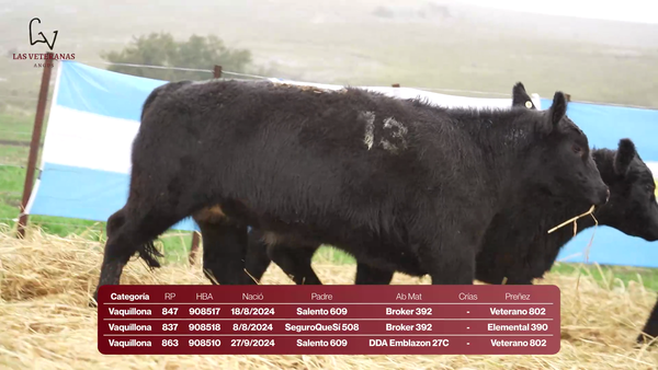 Lote RP 863