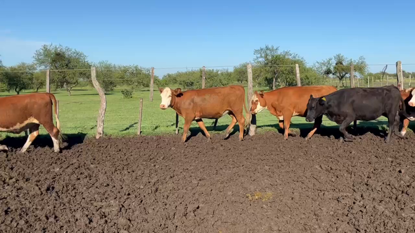 Lote 160 Terneras en Corrientes, Curuzú-Cuatiá