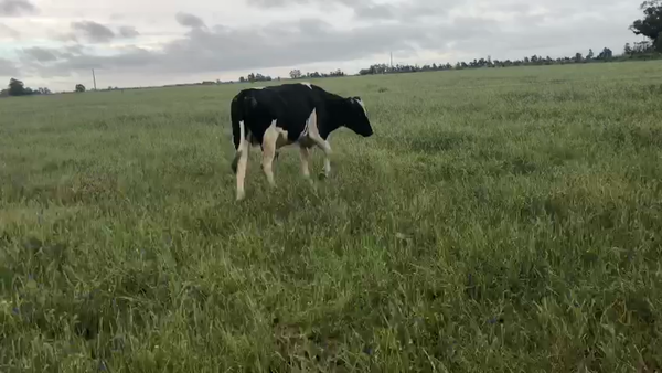 Lote Toros Holando 380kg -  en Ruta 1 Km 85