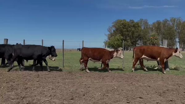 Lote NOVILLOS 1 a 2 AÑOS