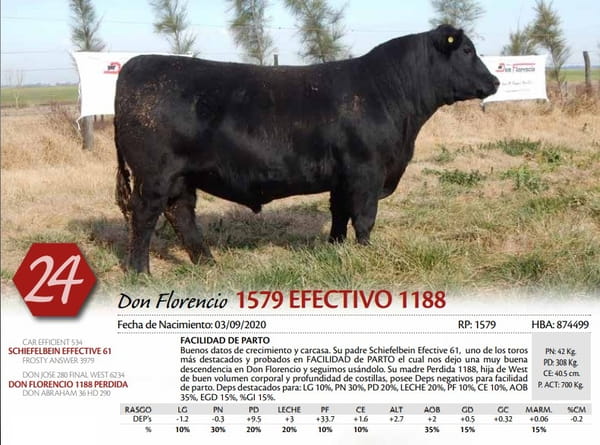 Lote TORO