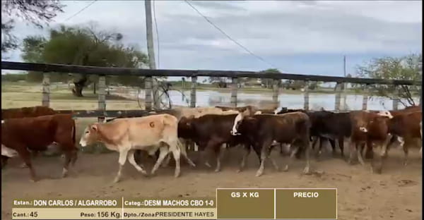 Lote 22º Entre Martillos - Lote 3