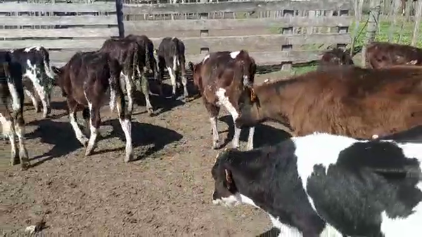 Lote 12 Terneros HOLANDO 110kg - , San José