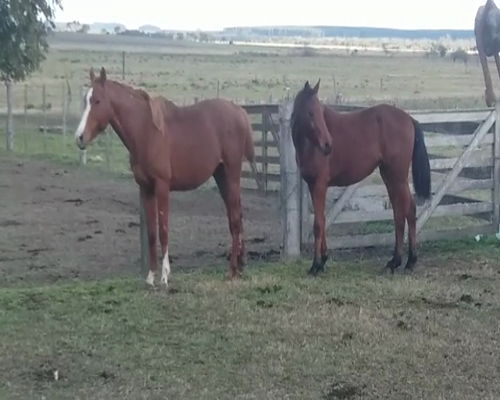 Lote 2 Padrillo ANGLO ARABE en SANCHEZ GRANDE