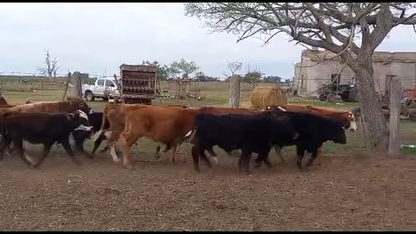 Lote 25 Terneros/as Cruzas en Gdor. Crespo, Santa Fe