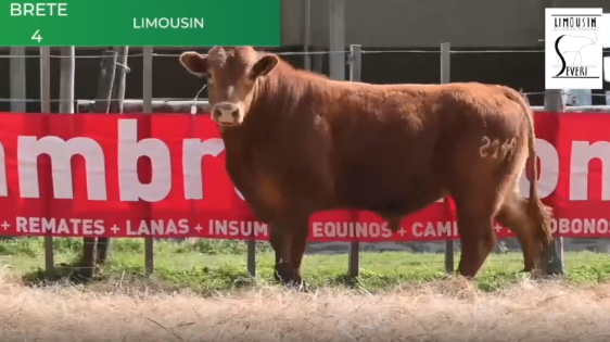 Lote Toros RP 1365 2145 2149