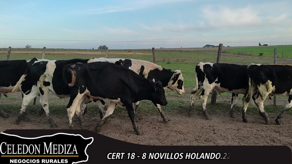 Lote 8 Novillos en Colonia