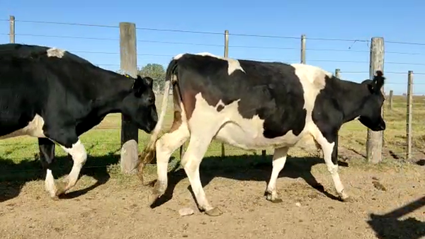 Lote Los Alamos - Vacas Secas