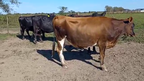Lote Vaquillonas Preñadas  -  San Pedro S.R.L