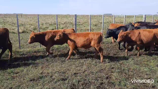 Lote 110 Terneros