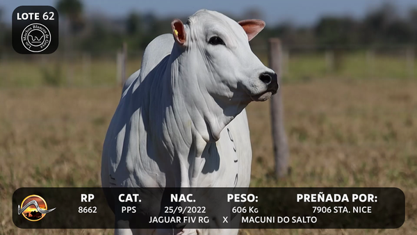 Lote LOTE 62