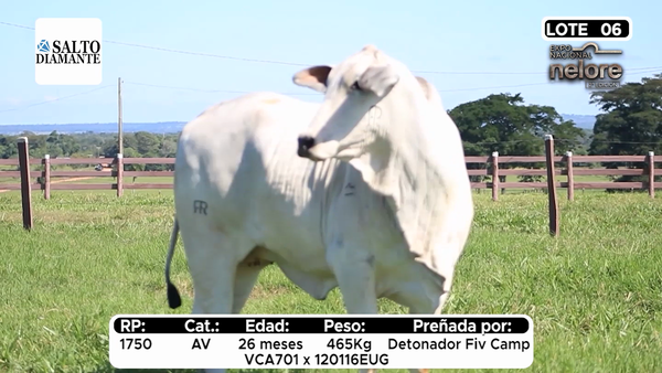 Lote Nacional Nelore Campo - Lote 6