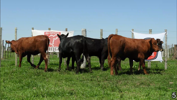 Lote VAQUILLAS P/SERVICIO