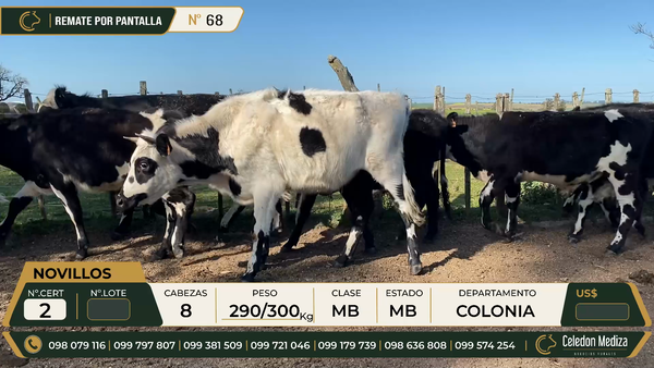 Lote 8 Novillos en Colonia