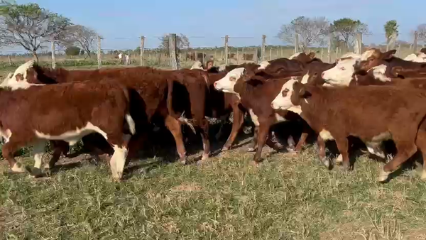 Lote 50 Terneros