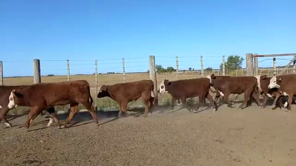 Lote 110 Terneros/as Braford en La Camila, Santa Fe