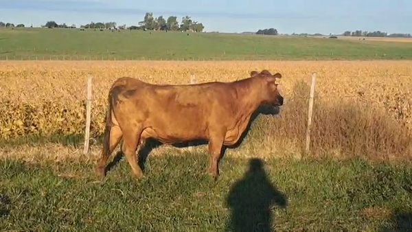 Lote VACA DE INVERNADA