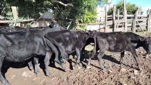 Lote 8 Terneros, San José