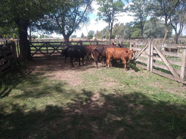 Lote 11 Vaquillonas en Gral. Lamadrid, Buenos Aires