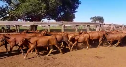 Lote 120  Terneros/as