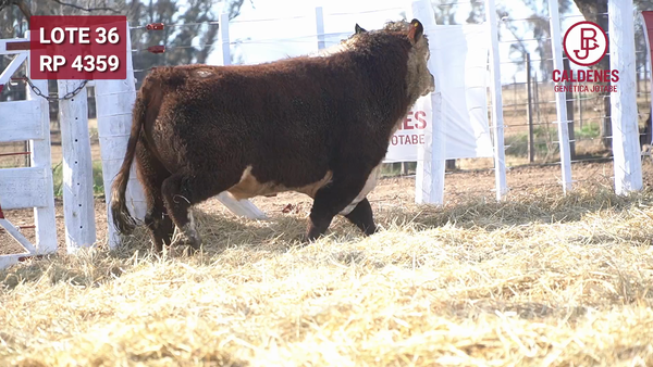 Lote Toro PR