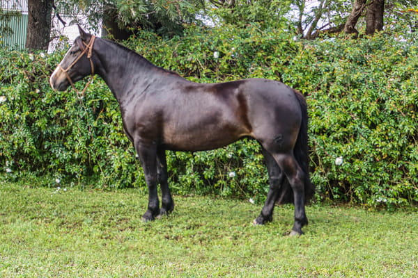 Lote RP 3262 - COÉ HIERBA VERDE