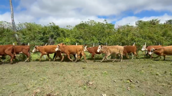 Lote 110 Terneras