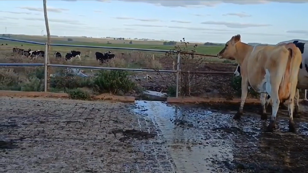 Lote (Vendido)3 Industria 420kg -  en RUTA 23