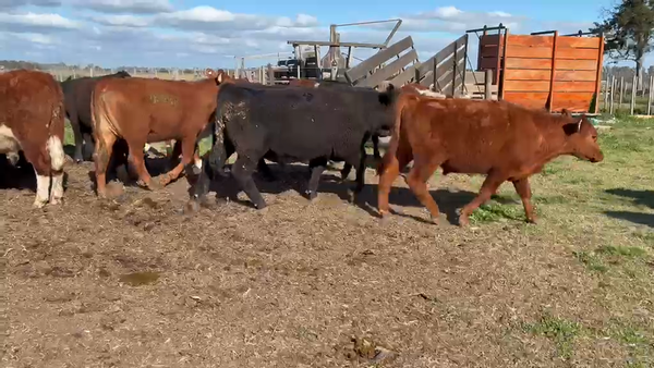 Lote 60 Novillitos y vaquillonas