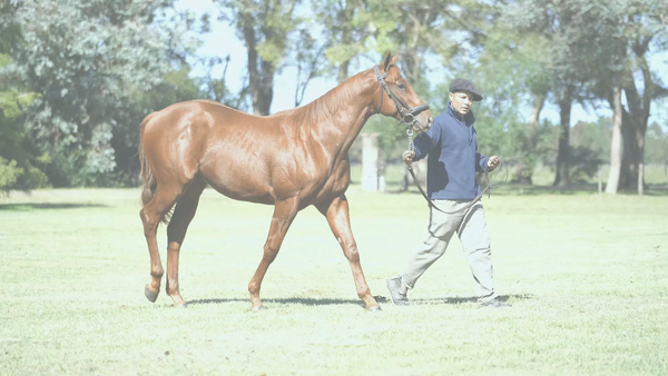 Lote DADDY KING (DADDY LONG LEGS - KHALESI QUEEN por  Roman Ruler)